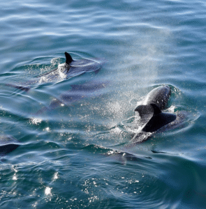 Dolphins and whales em Gran Canaria