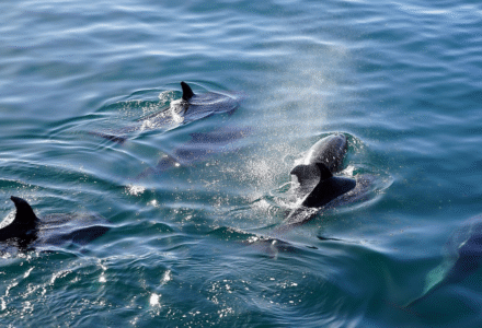 Cetáceos en Gran Canaria